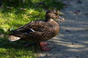 Canard colvert